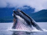 Humpback Whale Feeding in Frederick Sound in Alaska, USA